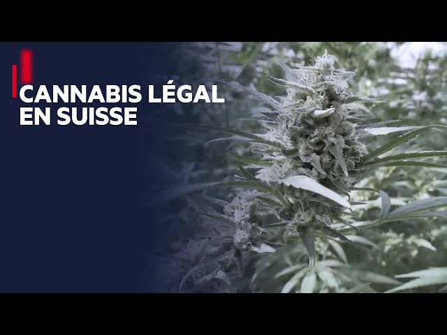 Une « forêt » légale de cannabis