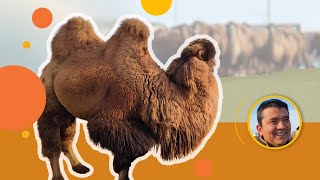 Snapshot of Xinjiang: camel farming cooperative