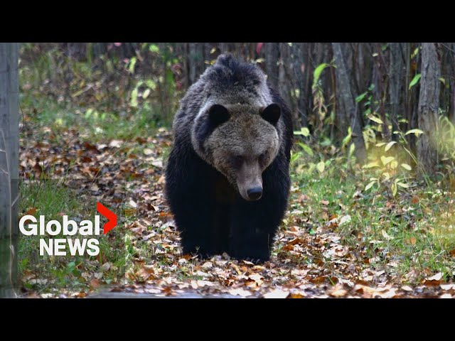 British Columbians demand grizzly bear management as deadly mammals visit Pemberton farmlands