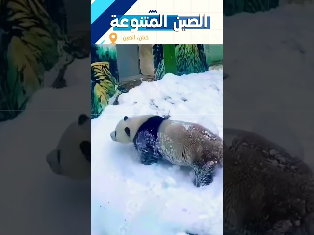 قضى اثنان من الباندا العملاقة اسمهما "مايماي" و"لينغيان" وقتا رائعا في حديقة حيو