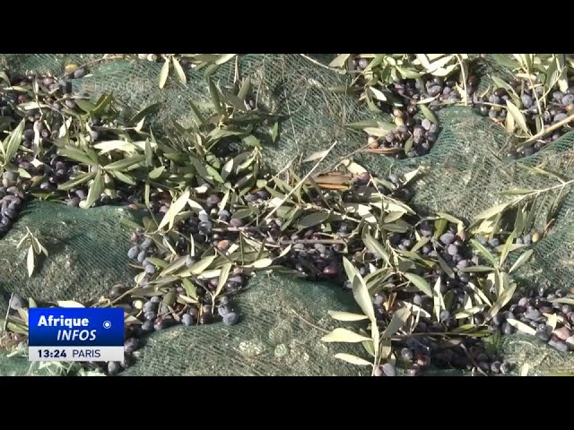 Tunisie : l'augmentation du quota d'exportation d'huile d'olive stimulera les pr