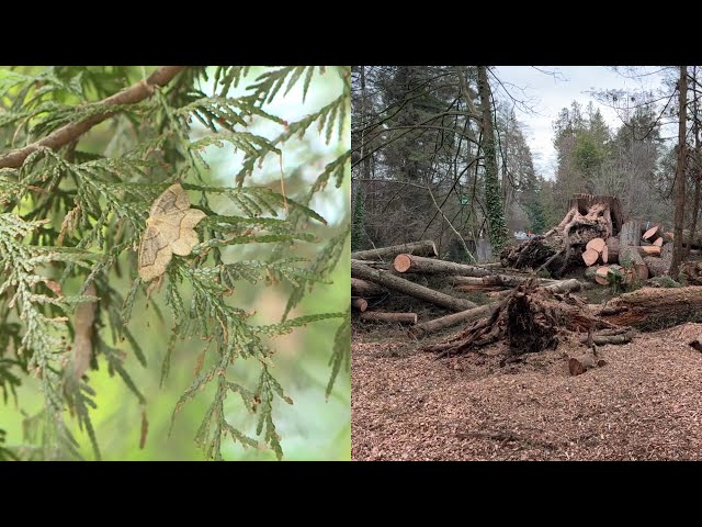 Heavy logging in Stanley Park turning heads