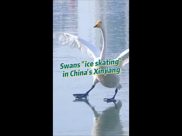 Swans "ice skating" in China's Xinjiang