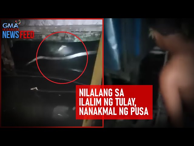 Nilalang sa ilalim ng tulay, nanakmal ng pusa | GMA Integrated Newsfeed