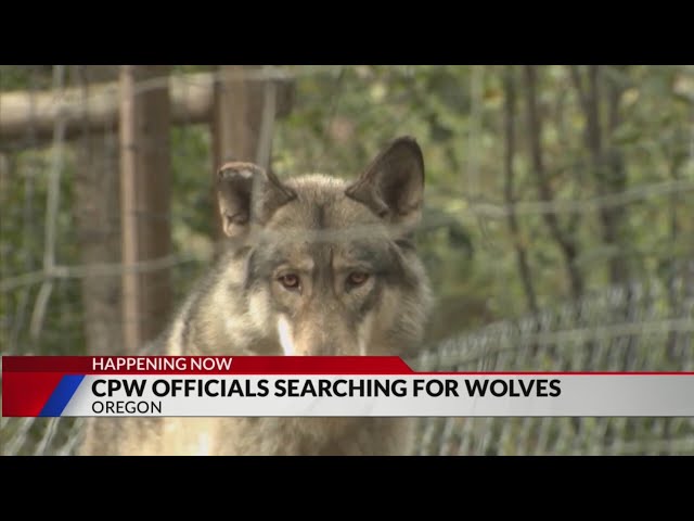 CPW searching for wolves in Oregon