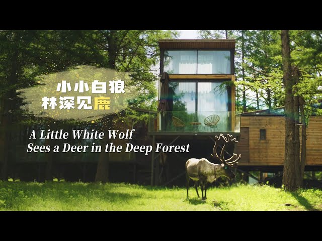 A little white wolf sees a deer in the deep forest