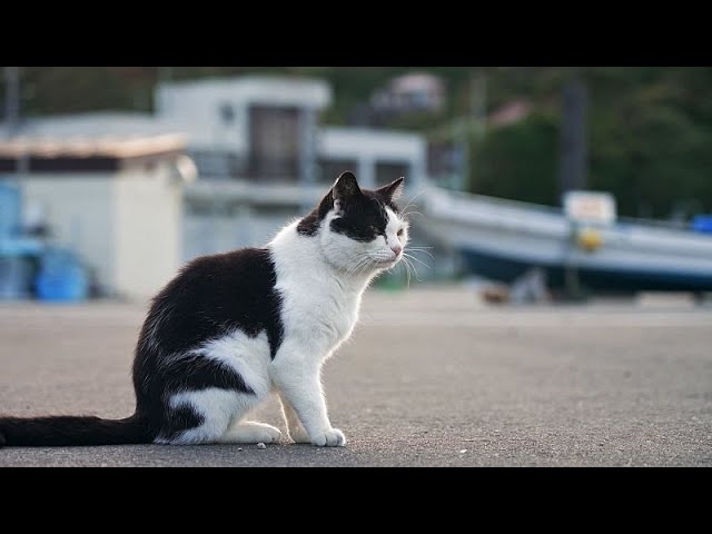 Hirsche und Katzen kurbeln den Tourismus in der japanischen Region Tohoku an