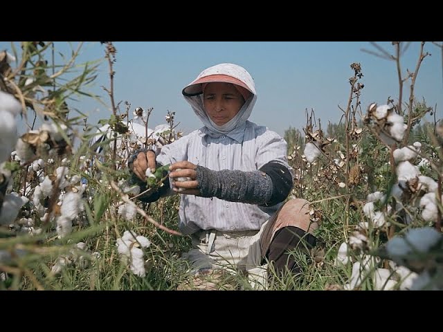 Uzbekistan's cotton industry rebounds after boycott