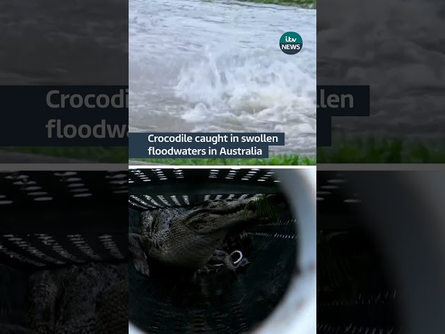 Crocodile caught in swollen floodwaters in Australia #itvnews