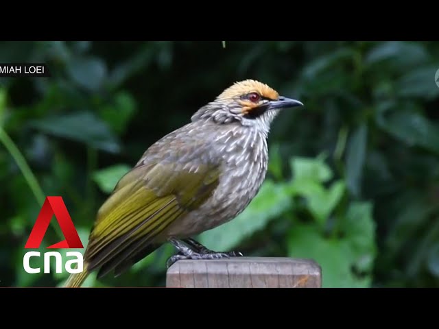 Singapore aims to keep Straw-headed Bulbul from going extinct
