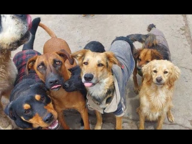 Abuelita denuncia que su familia la quiere botar de su casa por tener un albergue para perritos