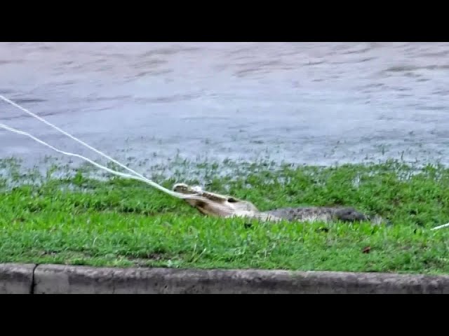 Video shows Crocodile thrashing while being pulled out of Australia floodwaters