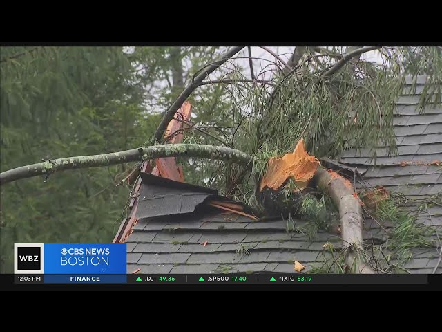 Powerful storm causes tree damage around Massachusetts