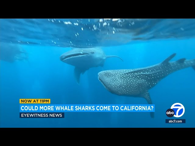 Torrance man close encounter with rare whale shark off the California coast