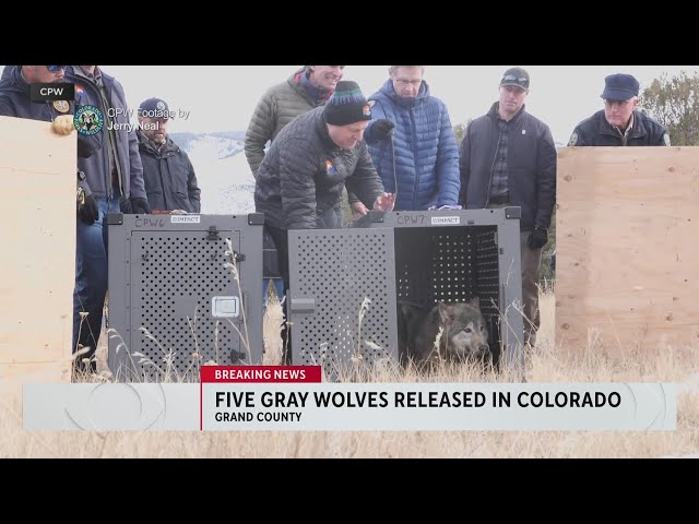 Colorado releases 5 wolves under controversial program