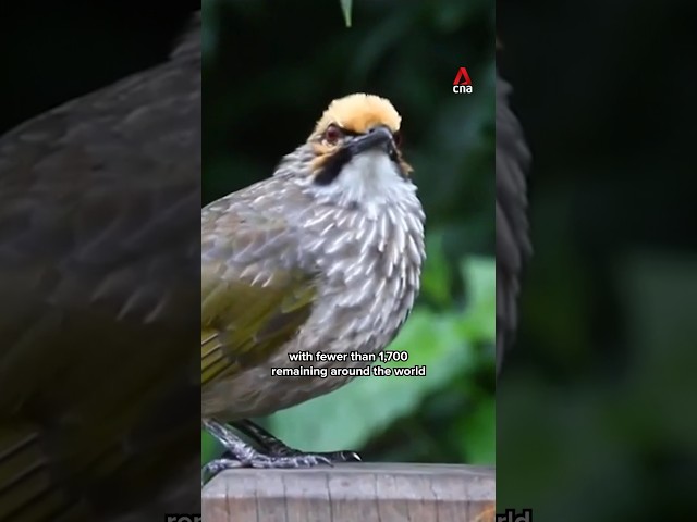 Singapore is working to protect the straw-headed bulbul from going extinct