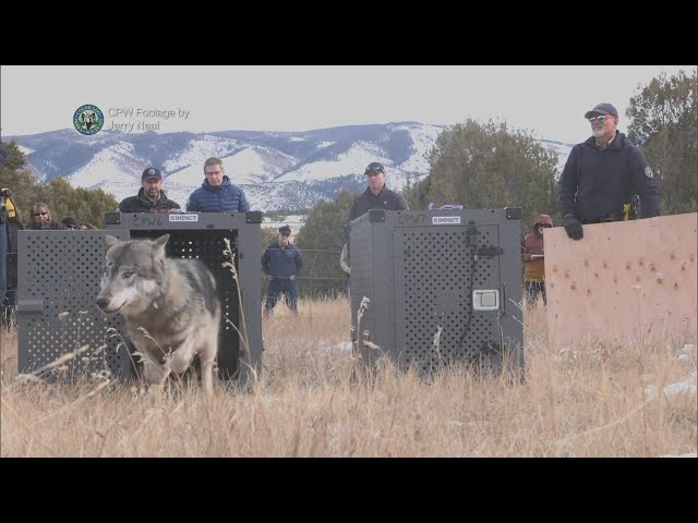 Colorado releases 5 wolves under controversial program