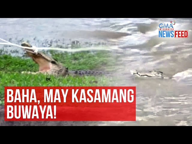 Baha, may kasamang buwaya! | GMA Integrated News