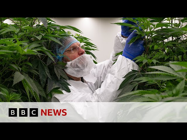 Netherlands trials legally cultivating cannabis for first time | BBC News