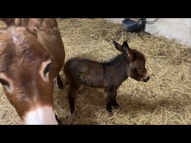 Historic birth of first miniature donkey in B'dos
