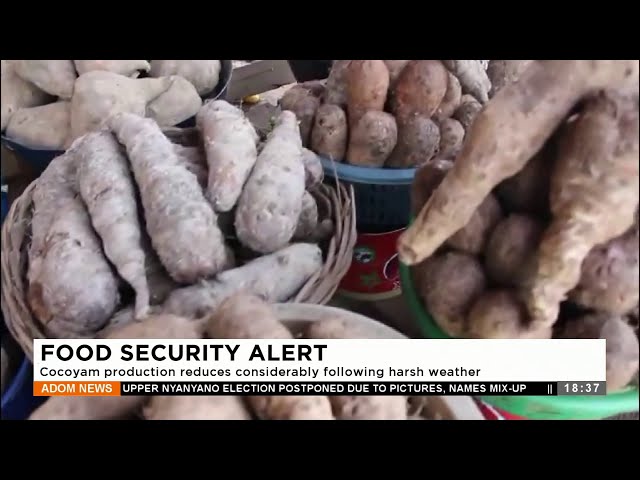 Food Security Alert: Cocoyam production reduces considerably following harsh weather (19-12-23)