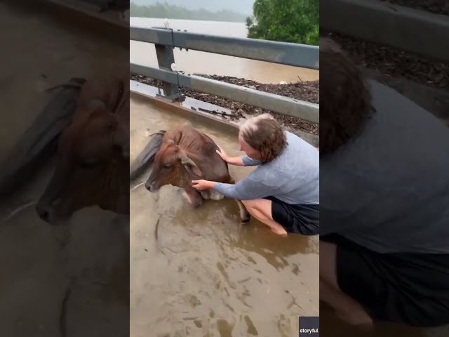 Residents in Australia help rescue cow from dangerous floodwaters #Shorts