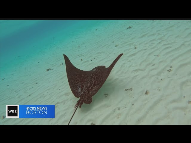 Franklin man believes he spotted rare ray while scuba diving in Bora Bora