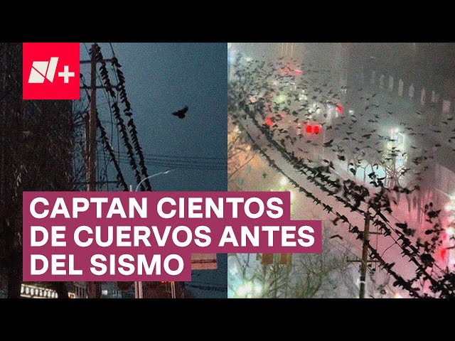 Captan a cientos de cuervos en China antes del sismo - N+