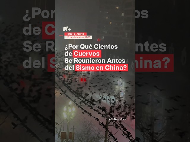 Captan a cientos de cuervos en China antes del sismo - N+ #Shorts