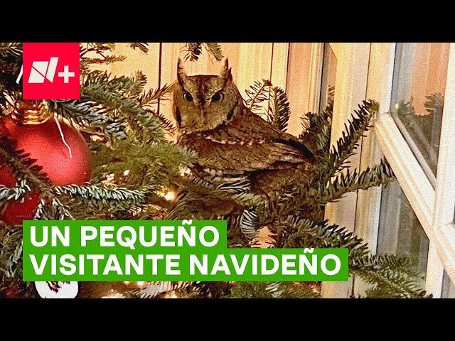 Familia encuentra búho bebé en su árbol de Navidad - N+