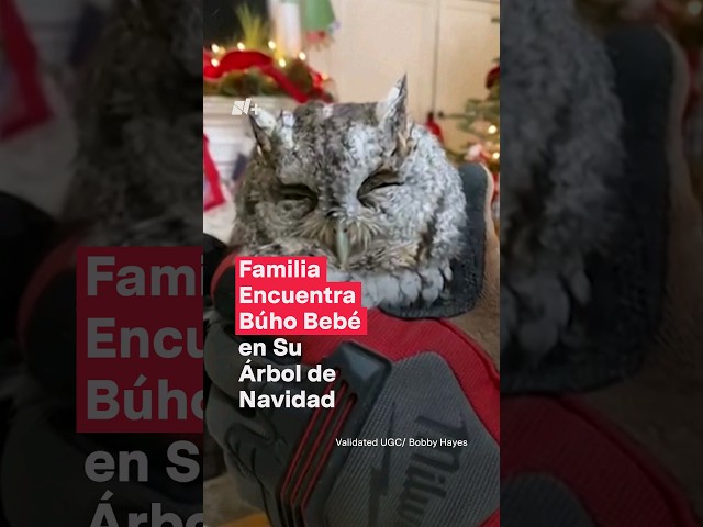 Familia encuentra búho bebé en su árbol de Navidad - N+ #Short