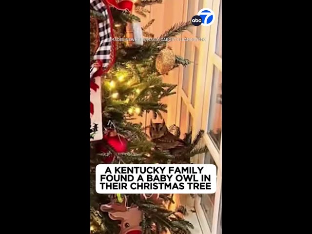 Kentucky family finds baby owl in Christmas tree