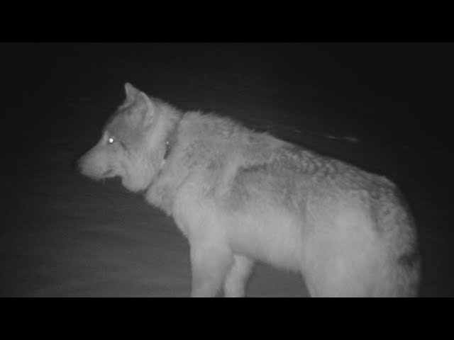 Colorado rancher claims repeat wolf attacks on cattle