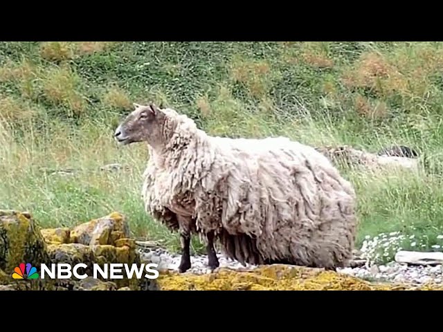 Scottish sheep rescued after being isolated for two years