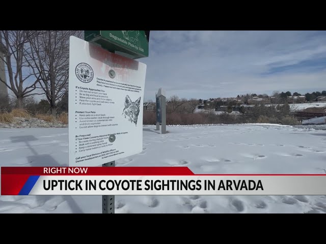 Uptick in coyote sightings in Arvada