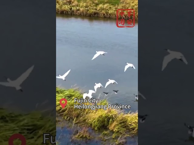 China's Fujin National Wetland Park