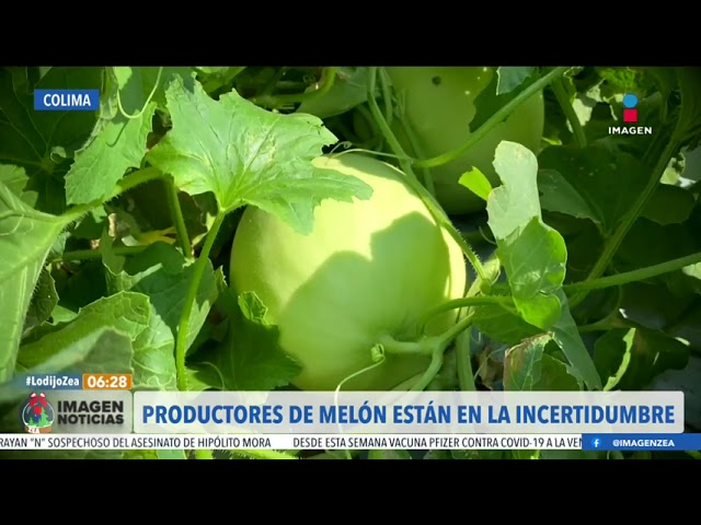 Productores de melón están en la incertidumbre por brote de Salmonella | Noticias con Francisco Zea