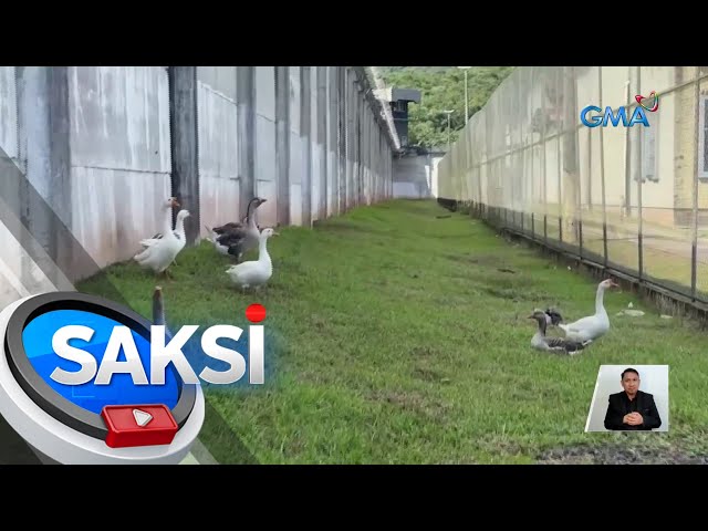 Mga gansa, nag-iikot bilang guard animals sa isang piitan | Saksi