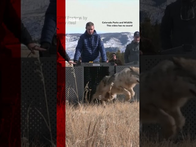 Moment grey wolves reintroduced into Colorado's Rocky Mountains. #Shorts #Wolves #Colorado #BBC