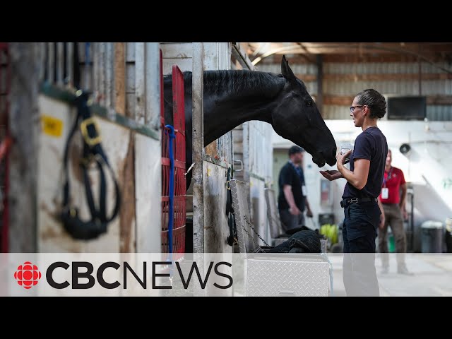 Retired RCMP Musical Ride horses can now go to private homes