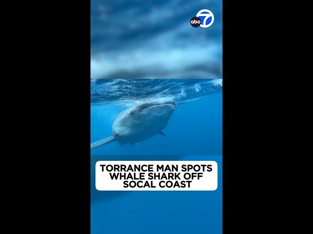 Rare sighting: Torrance man spots whale shark off SoCal coast