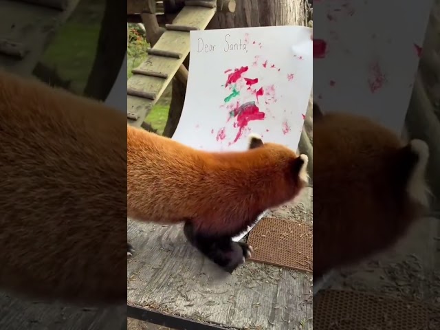Cute red panda might get his wish with creative letter to Santa #Shorts