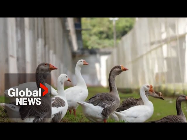 Duck, duck, goose!: Brazil prison uses “geese agents” to keep inmates in check