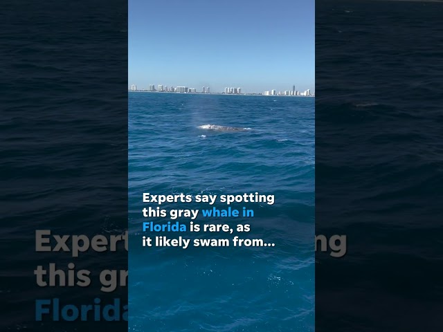 Rare gray whale spotted in South Florida, likely swam from Pacific #Shorts