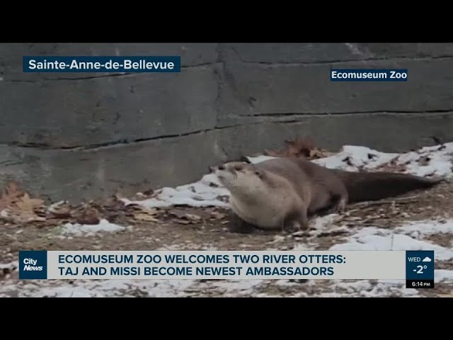 Montreal’s Ecomuseum Zoo has two new river otters