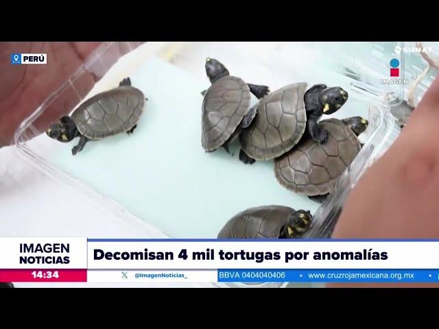 Autoridades peruanas decomisan 4 mil tortugas