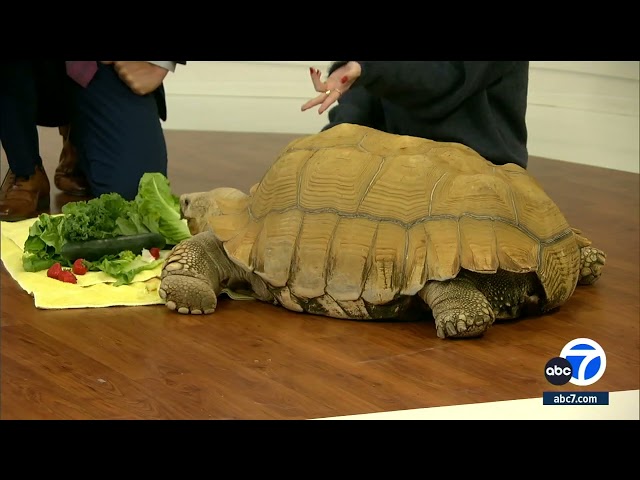 175-pound local influencer Tiptoe the tortoise stops by our studio