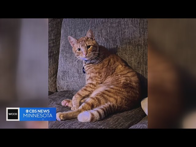 Family offers $1,500 reward for info in beloved cat’s killing