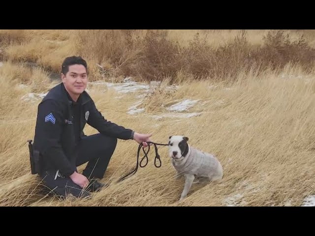 Dog rescued from Denver interstate median