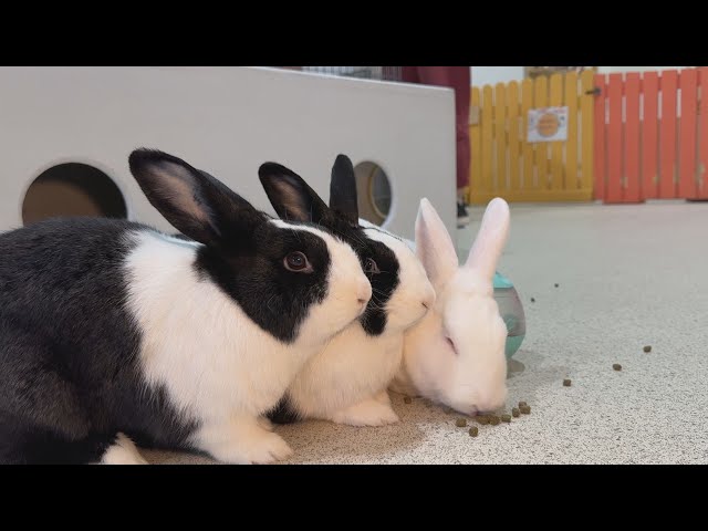 Abandoned rabbits on Granville Island find new home at The Bunny Café